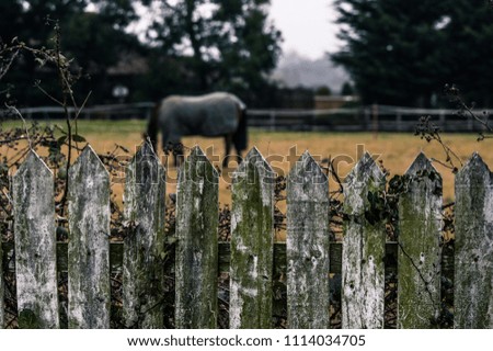 A picture of a horse on a field