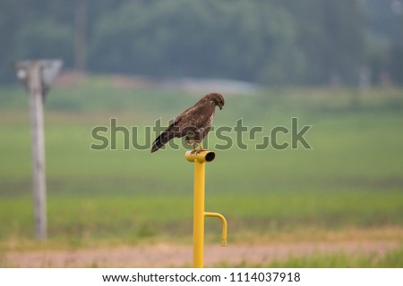the hawk sits on a yellow pipe near the road
