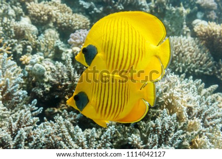Pair of Masked butterflyfish on a coral reef of the red sea.