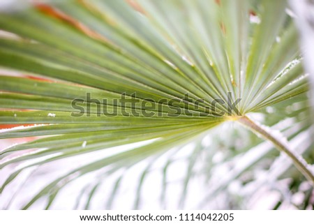green leaf palm trees in snow