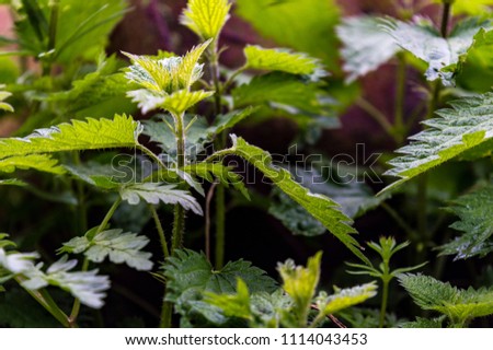 A picture of wild stinging nettles