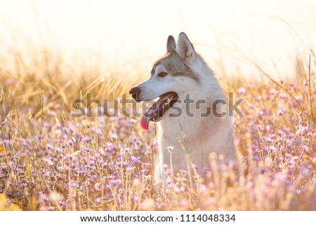 Cute beautiful gray husky with brown eyes sitting in green grass and lilac flowers on sunset background and yellow sunny backlight. Dog on a natural background.