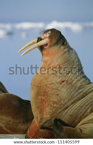 Walrus on the shore