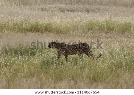 Cheetah in Namibia desert 