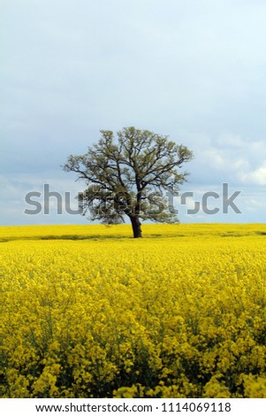A field of stunning bright yellow rapeseed extends from the bottom of the picture to the horizon, where stands a lone mighty English oak back-dropped against a watery blue sky with a hint of cloud.