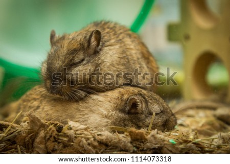 They are a pair of Gerbil brothers. They are the cutest animals ever. They love to cuddle, play and sleep together. They cannot be separated. This is strong bond and connection.