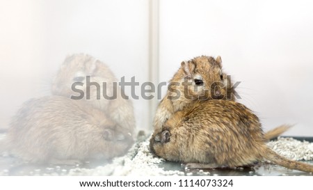 They are a pair of Gerbil brothers. They are the cutest animals ever. They love to cuddle, play and sleep together. They cannot be separated. This is strong bond and connection.