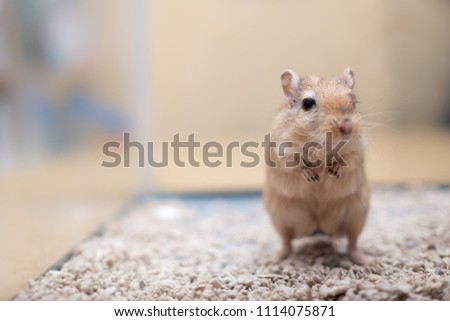 Gerbil is the cutest animal ever. They are extremely curious, fun, quick and loving. 