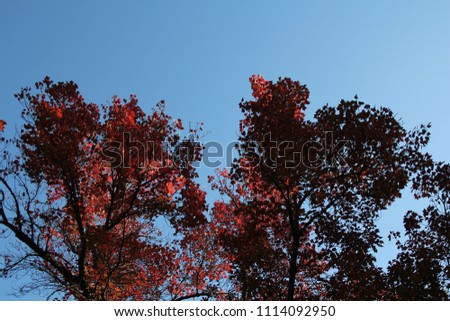 A picture of red trees with a blue sky background.