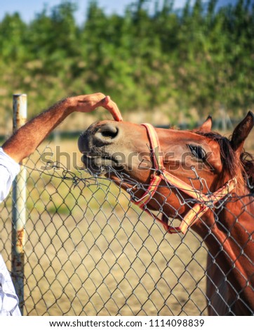 Horse and mare in  Karacabey of Bursa, Turkey. Horses have excellent senses including good hearing, eyesight, and a tremendous sense of balance.