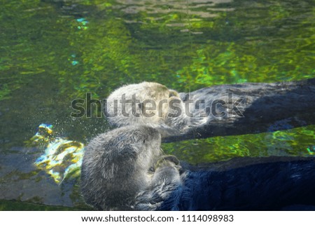 NEWPORT, OREGON - MAY 22, 2018 - Floating sea otter grooming himself,  Newport, Oregon