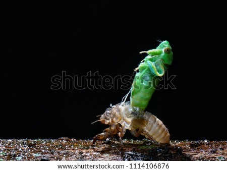 Molting Green Cicada Reborn in the night