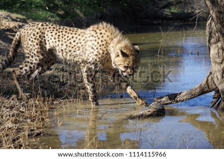 Cheetah in Namibia Reserve 