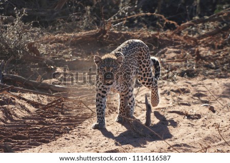 Leopard in Namibian Park - Safari