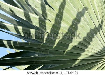palm leaf texture background shadow