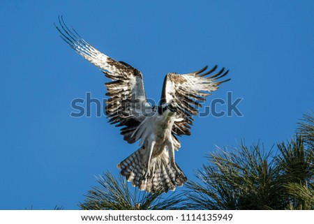 An osprey (pandion haliaetus) with wings spread comes in for a landing on a tree branch at Fernan Lake in Idaho.