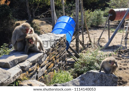 Monkeys on Shodoshima Island in Kagawa Prefecture, Japan
