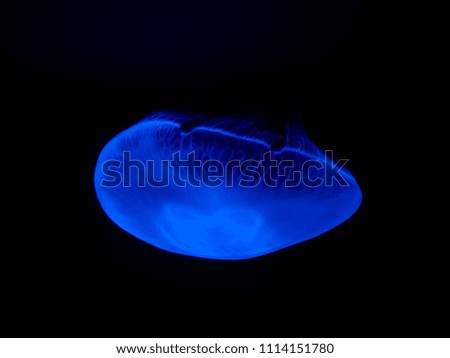 Moon jellyfish in aquarium.