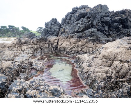 Rock Pool Landscape full of Coral and Sea Creatures in New Zealand Looking Over Ocean