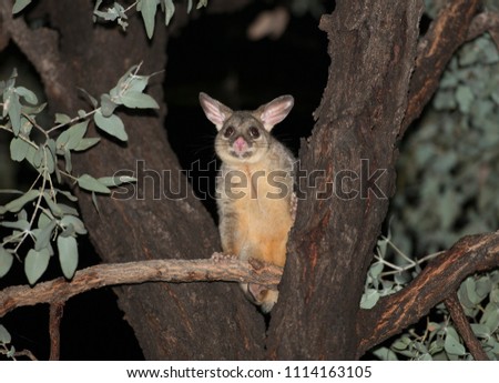 ringtail  possum in a tree at night, north Queensland,Australia.