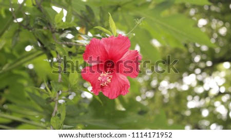 Beautiful Red Hibiscus, Malvaceae,rose mallow In the Garden with green Background