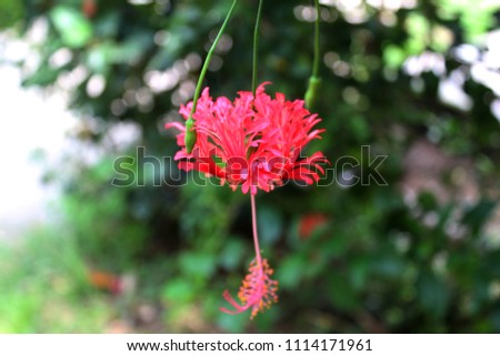 Beautiful Red Hibiscus, Malvaceae,rose mallow( ἰβίσκος,hibiskos)In the Garden with green Background