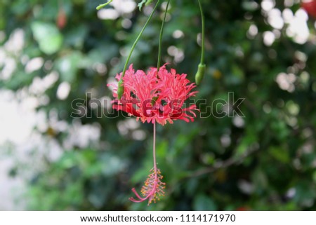 Beautiful Red Hibiscus, Malvaceae,rose mallow( ἰβίσκος,hibiskos)In the Garden with green Background