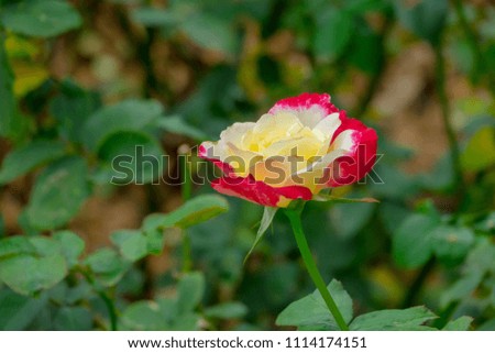 Rose in the park with green background