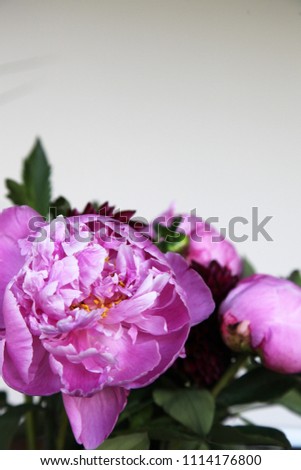 Closeup of beautiful pink peonie rose flowers