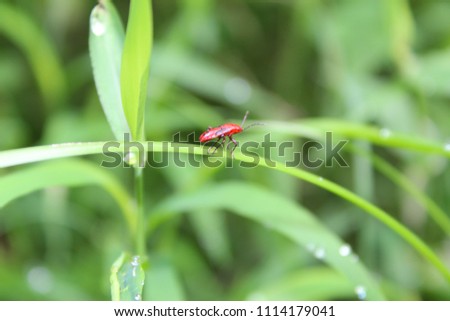 Red and black colour insect sitting on grass leaf with green blured background