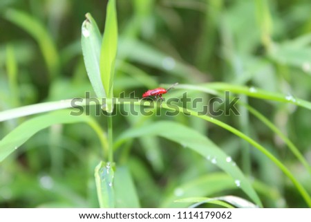 Red and black colour insect sitting on grass leaf with green blured background