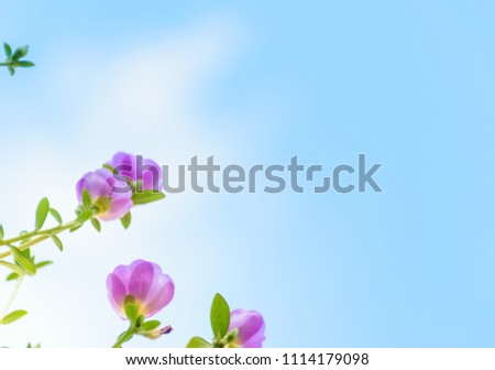 Grass flower with blue sky , nature concept.