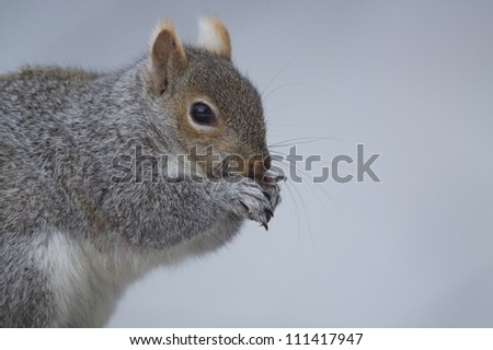 Eastern Gray Squirrel / Grey Squirrel / Sciurus carolinensis, sharp, highly detailed portrait, isolated on a cool wintry background; suburban Philadelphia, Pennsylvania