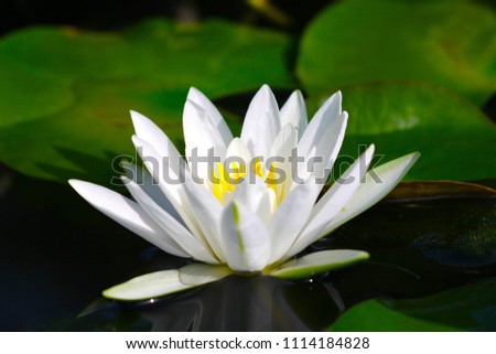 beautiful background waterlily flower 