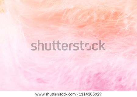 Macro shot of pastel bird fluffy feathers in soft and blur style