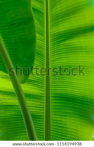 banana palm leaf,green nature texture background
