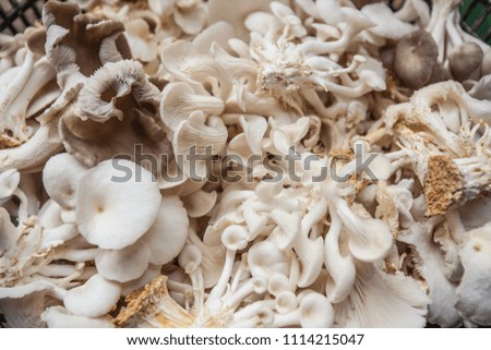 mushroom of food