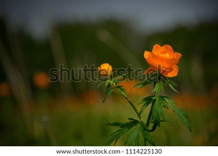Russia. The South Of Western Siberia. Endless fields of blooming Asian Kupalnitsa (Trollius asiaticus), popularly called FIRE.