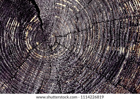 Cross-section of the old tree. background of wooden plank texture wall with selected tone color. Abstract background of an old wooden wall with a bright texture. paint ultraviolet