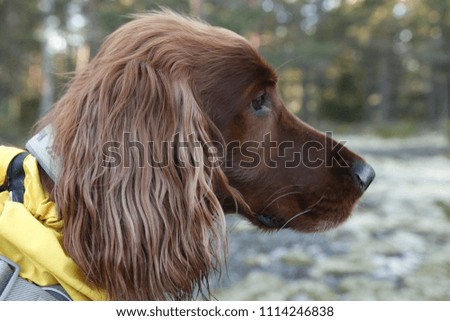 Side profile picture of Irish setter dog looking to distance in summer