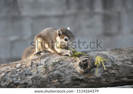 Squirrels are eating on the log