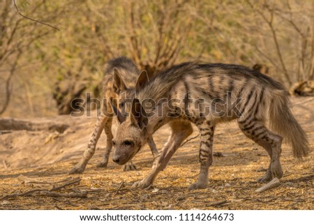 Indian Striped Hyena habitat shot taken at Little Rann of Kutch in India. It was evening time and the Hyenas came out from the den in search of food