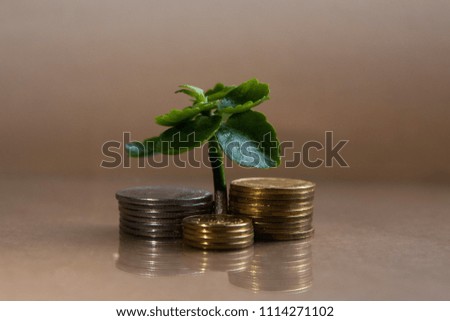Little money tree