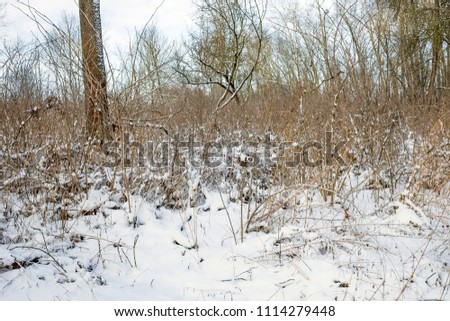 Winter forest with great snow. Nature in the vicinity of Pruzhany, Brest region, Belarus.