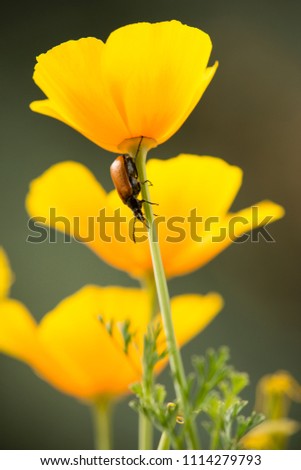 Red coleopteron insect on stem of California golden poppy flower,