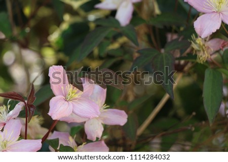 Pink and white flowers under the spring sun in the morning 