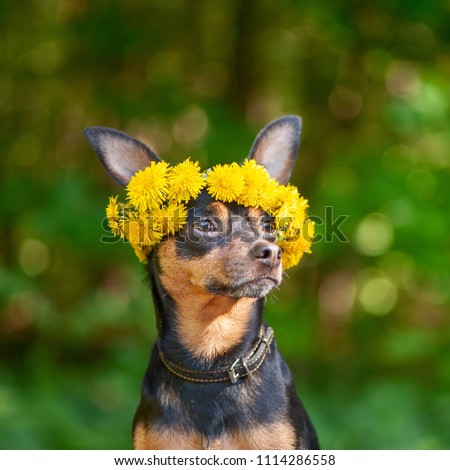 Сute puppy, a dog in a wreath of spring flowers on a natural background of a green forest, a portrait of a dog. Spring Summer theme
