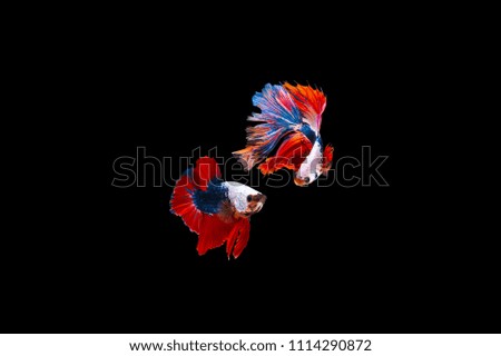 Siamese Fighting Fish isolated on black bacground Thai's betta is one of the most beautiful fish for tanks and aquariums, it is isolated and a few clarity adjust later on post processing