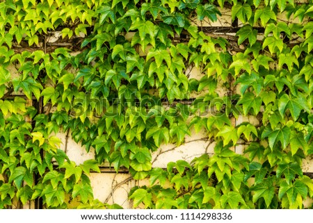 Old wall is full of vegetation green color.