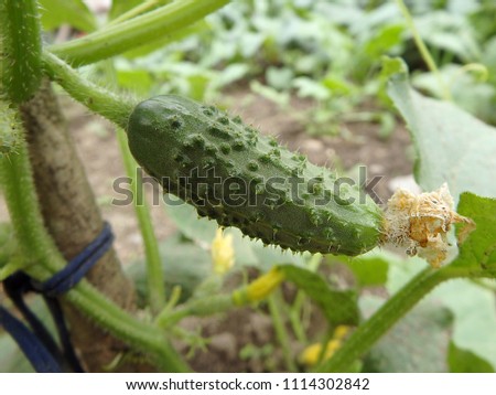 Young plant cucumber (Cucumis sativus),  Juicy fresh cucumber close-up macro on a background of leaves